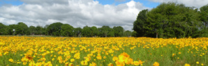 The pollinator field after Louis Plowing and seeding the 2 acre plot. 