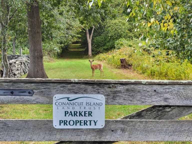 Deer at Parker Farm